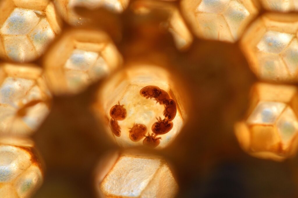 varroa, parasite, mite, varroa destructor, honeybee, bee, insect, nature, virus, beekeeper, beekeeping, beehive, macro, varroa, varroa, varroa, parasite, parasite, parasite, parasite, parasite, mite, varroa destructor, honeybee