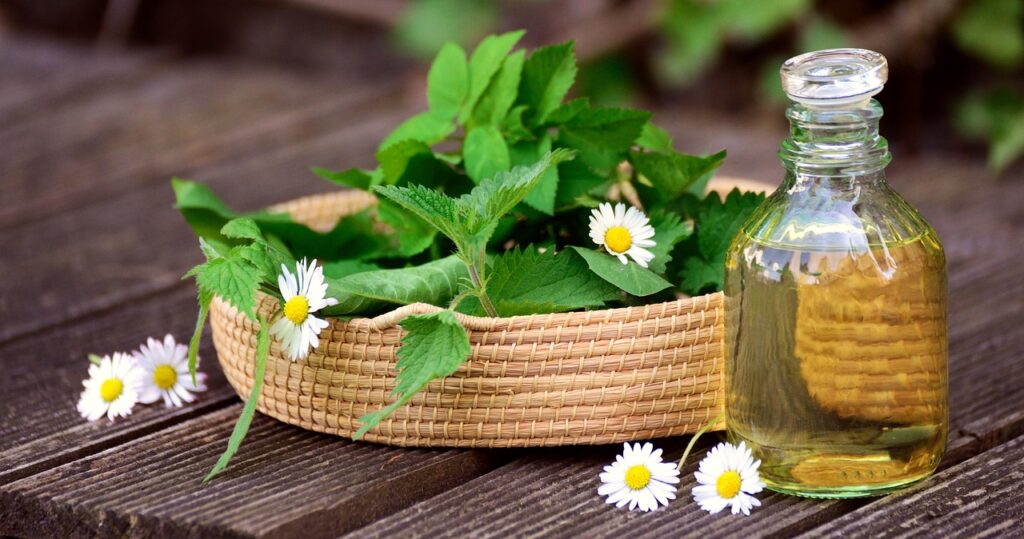 herbs, natural medicine, medicinal herbs, garden herbs, nettle, daisy, greedy, dandelion, herbal oil, oil, medicinal plant, healthy, healing, leaves, nature, health, heal, plant, natural, nettle, nettle, healing, healing, healing, healing, healing